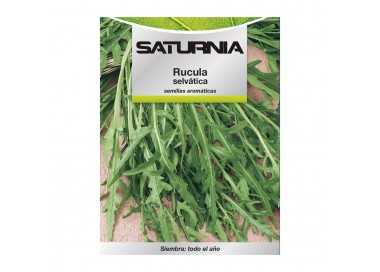 Semillas Aromaticas Rucula Selvatica (2.5 gramos) Horticultura, Horticola, Semillas Huerto.