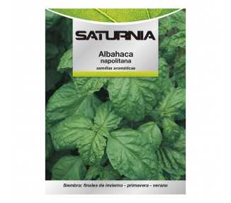 Semillas Aromáticas Albahaca Gigante (5 gramos) Horticultura, Horticola, Semillas Huerto.