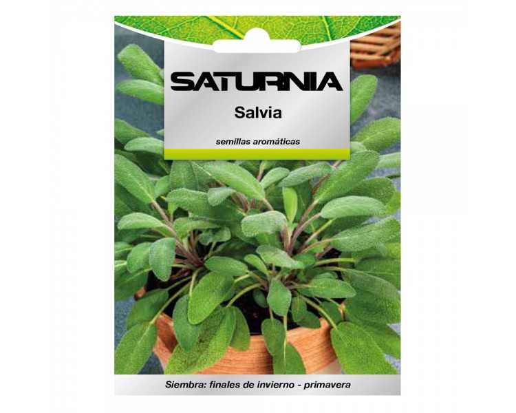 Semillas Aromaticas Salvia (1 gramo) Horticultura, Horticola, Semillas Huerto.